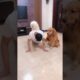 Funniest & Cutest Puppies - Funny Puppy Videos | Cute and Funny Dog Videos | Minutes of Funny Puppy