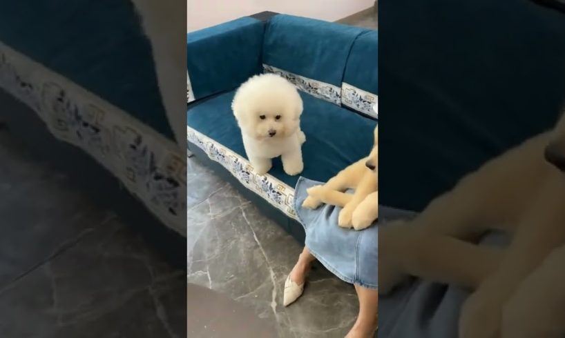 Funniest & Cutest Puppies - Funny Puppy Videos | Cute and Funny Dog Videos | Minutes of Funny Puppy