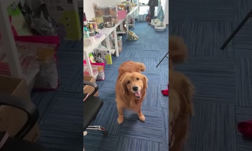 Funniest & Cutest Puppies - Funny Puppy Videos | Cute and Funny Dog Videos | Minutes of Funny Puppy