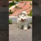 Cute baby animals Videos Compilation cutest moment of the animals - Cutest Puppies #2 #shorts