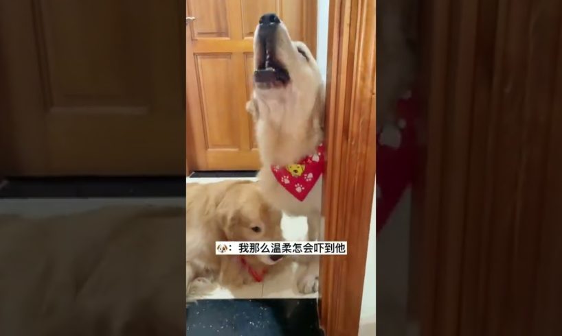 Funniest & Cutest Puppies - Funny Puppy Videos | Cute and Funny Dog Videos | Minutes of Funny Puppy