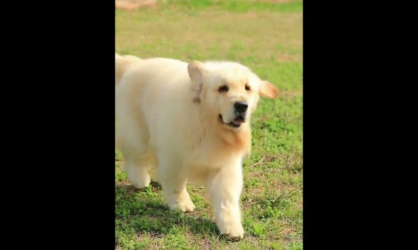 Funniest & Cutest Puppies - Funny Puppy Videos | Cute and Funny Dog Videos | Minutes of Funny Puppy