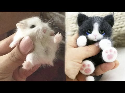 AWW SO CUTE! Cutest baby animals Videos Compilation Cute moment of the Animals - Cutest Animals #65