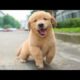 Funniest & Cutest Golden Retriever Puppies - 30 Minutes of Funny Puppy Videos 2022 #4