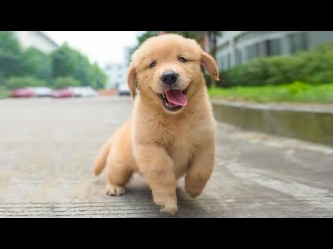 Funniest & Cutest Golden Retriever Puppies - 30 Minutes of Funny Puppy Videos 2022 #4