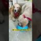 Funniest & Cutest Puppies - Funny Puppy Videos | Cute Dog Videos | Minutes of Funny Puppy