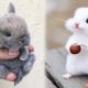 AWW SO CUTE! Cutest baby animals Videos Compilation Cute moment of the Animals - Cutest Animals #64