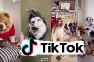 Funniest Dogs of TikTok ~ Try not to Laugh ~ Cutest Puppies ~Doggos TikTok Compilation ! #5