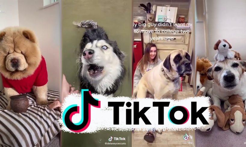 Funniest Dogs of TikTok ~ Try not to Laugh ~ Cutest Puppies ~Doggos TikTok Compilation ! #5