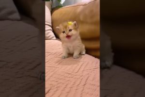 Cute Cat Playing #funnycats #cutecats #cutecat #animals #babycat #shorts