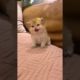 Cute Cat Playing #funnycats #cutecats #cutecat #animals #babycat #shorts