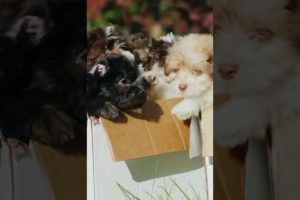 Cutest puppies ever 🐶 aww pets – watch it when you’re stressed and tired 🐶