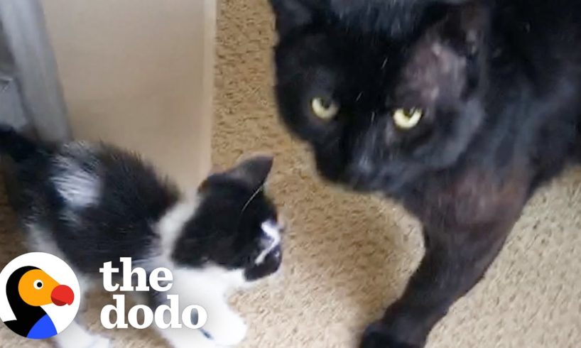 18-Pound Cat Decides To Be Dad To Teeny Kitten | The Dodo Foster Diaries