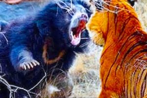 20 Craziest Animal Fights Caught On Camera