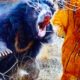 20 Craziest Animal Fights Caught On Camera