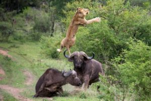 30 TIMES ANIMALS MESSED WITH THE WRONG OPPONENT