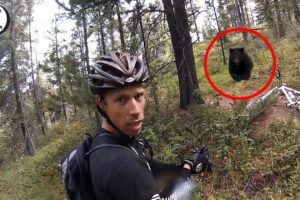 4 Bear Encounters Caught On Camera That Will Leave You Shock