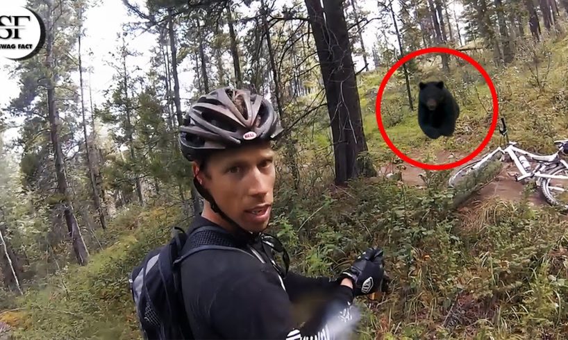 4 Bear Encounters Caught On Camera That Will Leave You Shock