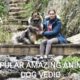 4k Ultra Full Screen Hd Animal Dog Video