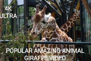 4k Ultra Full Screen Hd Animal Giraffe Video