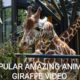 4k Ultra Full Screen Hd Animal Giraffe Video