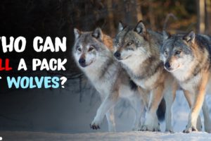 5 Animals That Could Defeat a Wolf Pack