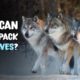 5 Animals That Could Defeat a Wolf Pack