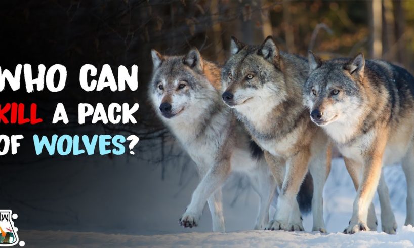 5 Animals That Could Defeat a Wolf Pack