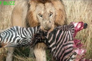 5 Best Moments Crazy Hunting, Eat Zebra Alive Of Lions - Wild Animal Fights