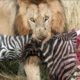 5 Best Moments Crazy Hunting, Eat Zebra Alive Of Lions - Wild Animal Fights