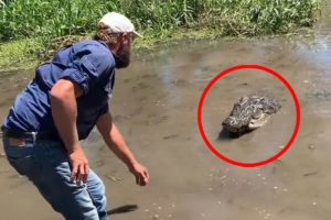 6 Crocodile Encounters You Won't Handle Watching