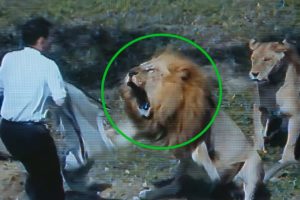 6 Scariest Lion Encounters That Will Make You Panic!