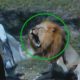 6 Scariest Lion Encounters That Will Make You Panic!
