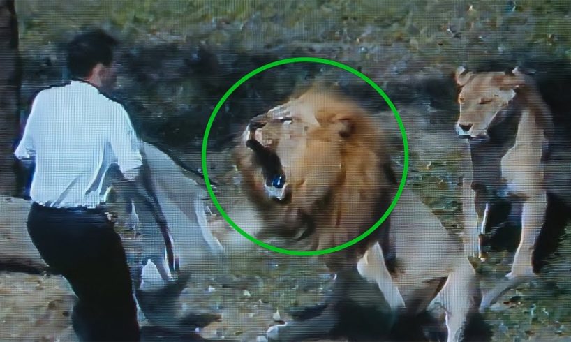 6 Scariest Lion Encounters That Will Make You Panic!