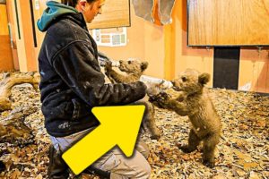 7 Orphaned Bear Cubs Braced For Russian Winter, Now Staying Warm At Rescue