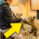 7 Orphaned Bear Cubs Braced For Russian Winter, Now Staying Warm At Rescue