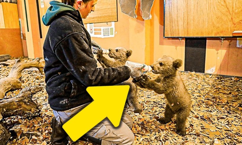 7 Orphaned Bear Cubs Braced For Russian Winter, Now Staying Warm At Rescue