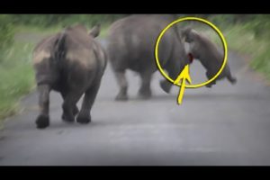 A FEMALE RESCUED A CUB FROM A MALE RHINOCEROS | TOUGH ANIMAL FIGHTS