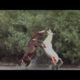 A FIGHT BETWEEN TWO WILD STALLIONS | TOUGH ANIMAL FIGHTS