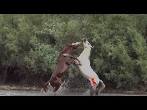 A FIGHT BETWEEN TWO WILD STALLIONS | TOUGH ANIMAL FIGHTS