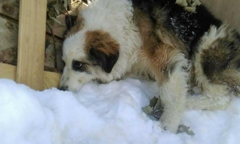 A poor dog severed scared to people so he try to dig a hole and hide in the corner