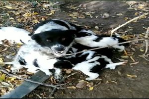 A tearful story when a mother dog running after people on the street asking for help for her puppies