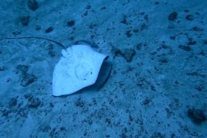 ANIMAL RESCUES | Diver Rescues Upside Down Stingray