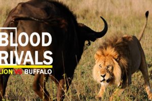 ANIMALS FIGHTS - LION VS BUFFALOES