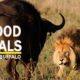 ANIMALS FIGHTS - LION VS BUFFALOES