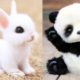 AWW Pets So Cute ! Cute and Funny Baby Animals 😻🐼🐵🐶 #2