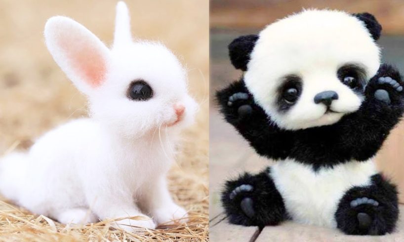 AWW Pets So Cute ! Cute and Funny Baby Animals 😻🐼🐵🐶 #2