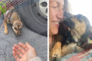 Abandoned Dog MELTS In Woman’s Arms After She Rescues Him From The Roadside