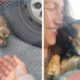 Abandoned Dog MELTS In Woman’s Arms After She Rescues Him From The Roadside