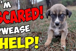 Abandoned Puppy was Scared to Death after being Thrown Away Until This Happened